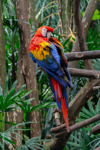 Red, yellow and blue parrot sitting on a tropical tree branch at the Costa Rica animal reserve, Zooave, Central America