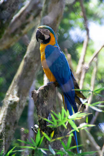 Blue and yellow parrot sitting on a tropical tree at the Costa Rica animal reserve, Zooave, Central America