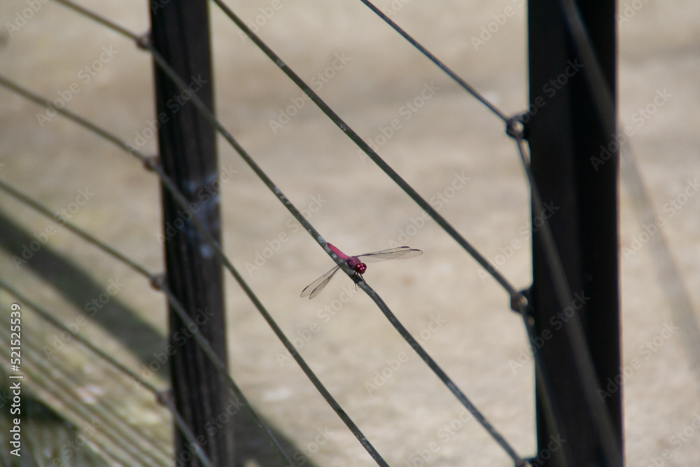 Dragonfly sitting in a wire fence at the Zooave animal reserve, Costa Rica, Central America Dragonfly sitting in a wire fence at the Zooave animal reserve, Costa Rica, Central America