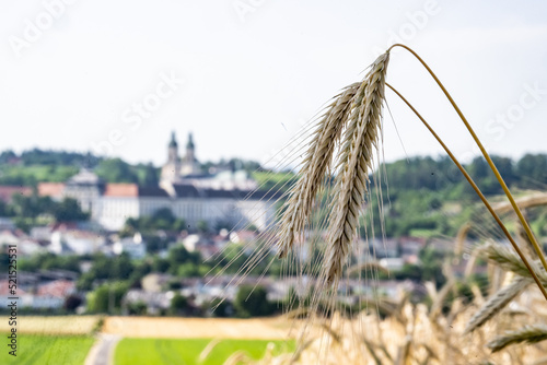 Getreidefeld in Sankt Florian bei Linz