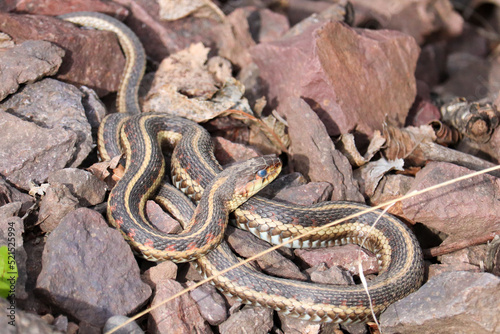 Garter Snake with Blue Eyes