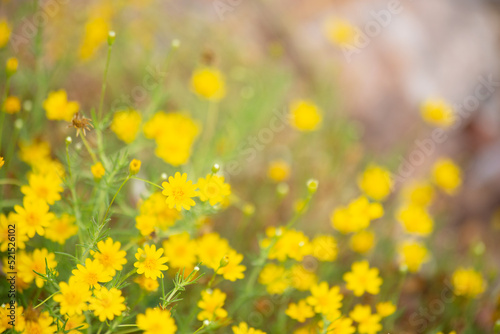 Fototapeta Naklejka Na Ścianę i Meble -  Bold sunny seaside daisy wildflower erigeron glaucus bloom clustered in bright gold throughout the desert oasis