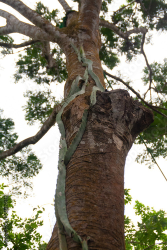 Tropical tree with plants growing all over it at the Zooave animal reserve at Costa Rica, Central America