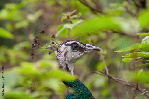 Peacock among tropical trees and leaves at the Costa Rica animal reserve, Central America