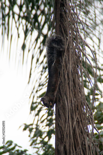 Squirrel eating while hanging from a tree at the Zooave animal reserve in Costa Rica, Central America