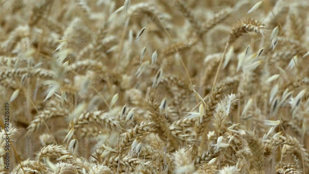 A field of barley and wheat. The wind shakes the ears of wheat. Agricultural industry. Farming. A field of barley and wheat. The wind shakes the ears of wheat. Agricultural industry. Farming.