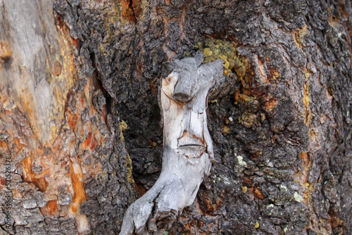 Are you seeing things? Pareidolia
