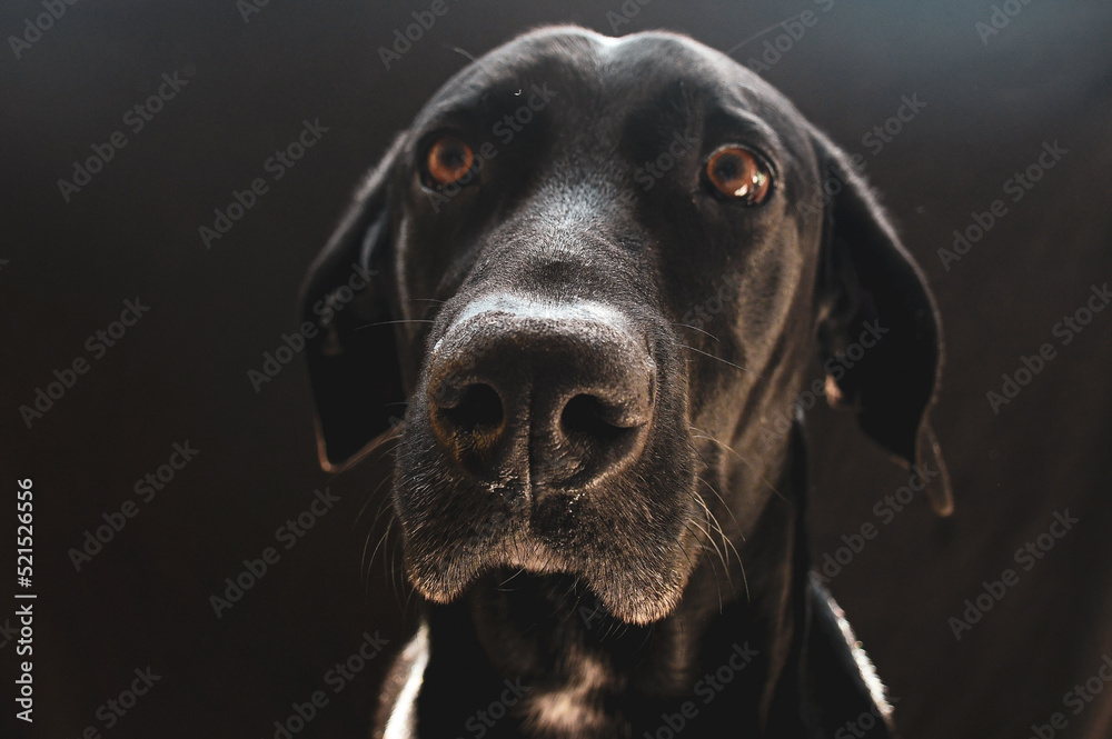 black labrador retriever black labrador retriever