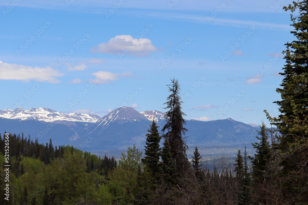 Mountains and Pine Trees