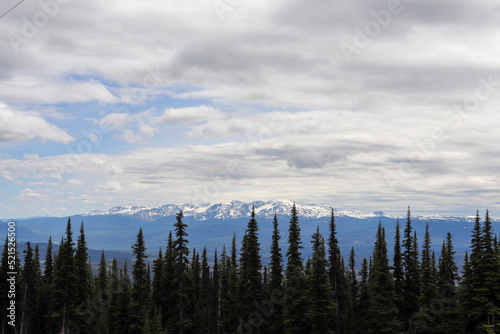 Pine Trees and Mountains