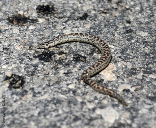 Canvastavla worm on the ground, snake.