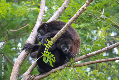 Howler Monkey Mom and Baby Fingers