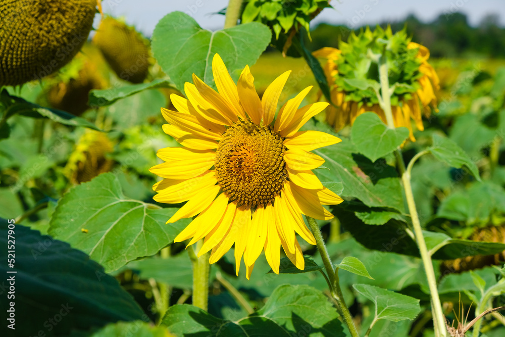 blooming sunflower in the field blooming sunflower in the field