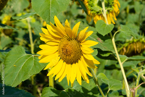 blooming sunflower in the field