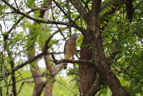 Roadside Hawk