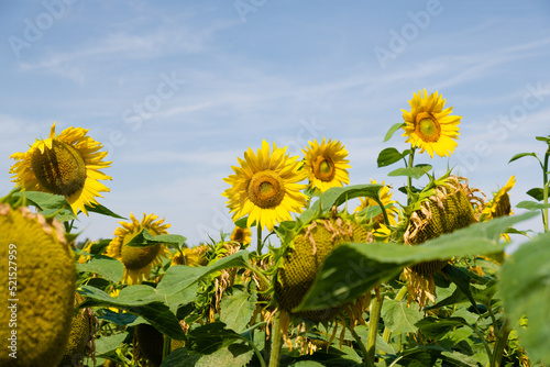 blooming sunflower field and blue sky background