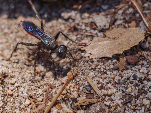 Thread-waisted Wasp: Sphex lucae (Sphex lucae) digging in ground. 2 © Eric Buell