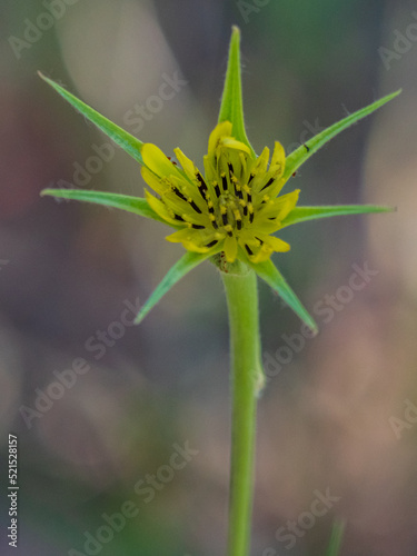 Yellow Salsify (Tragopogon dubius) close up July 2022