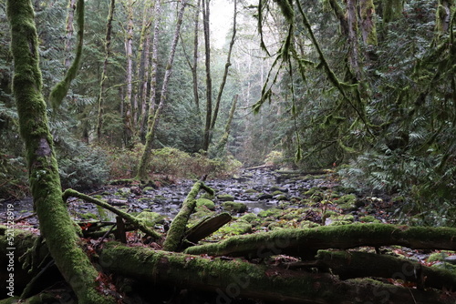 Creek in the Forest