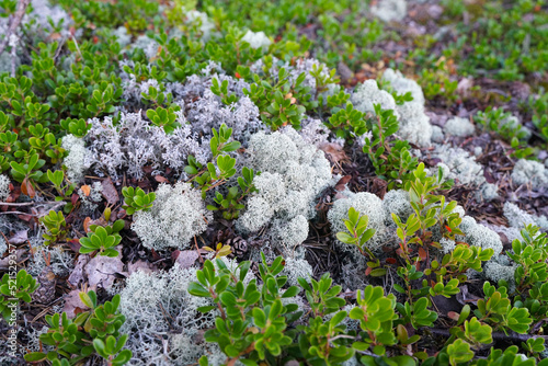 Moss is in the tundra. Karelia photo
