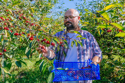 Farmer picks a crop of cherry in the garden in sunny day. Concept of gardening, farming and healthy lifestyle