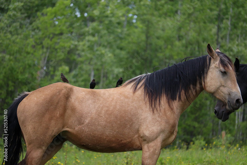 Birds on Horses