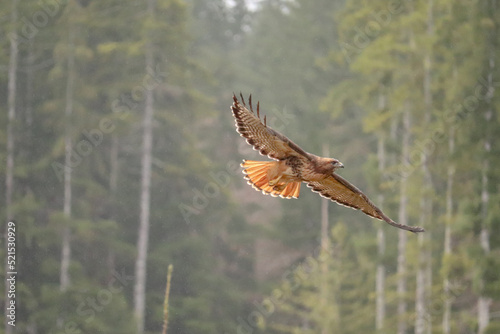 Red Tailed Hawk Splayed