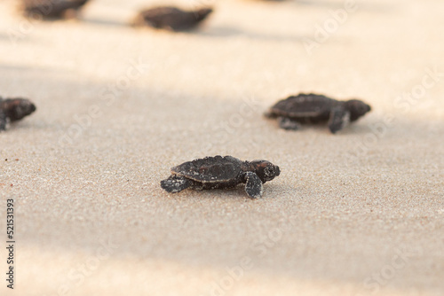 Newborn sea turtle in the sand on the beach walking to the sea after leaving the nest © rjuniormb