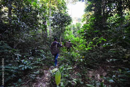 Papier peint Brazil nut collectors in the Amazon rainforest near the Quilombo, a settlement f