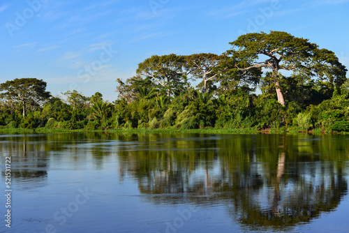 A beautiful stretch of lush Amazonian rainforest on the banks of the Guapor   - Itenez river  near the Terra Ind  gena Sagarana  Sagarana Indigenous Land  Rondonia state  Brazil