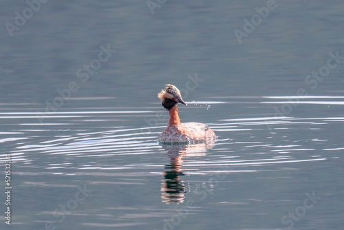 Hooded Grebe
