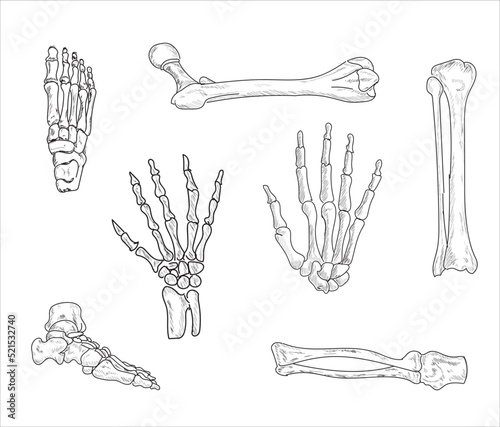 Human joints and body parts bone icons sketch