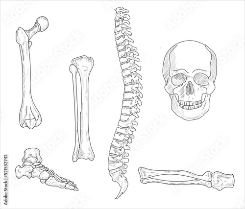 Human joints and body parts bone icons sketch