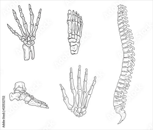 Human joints and body parts bone icons sketch