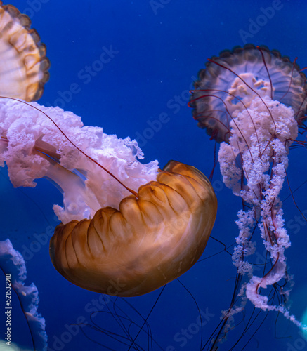 méduse géante sous-marine