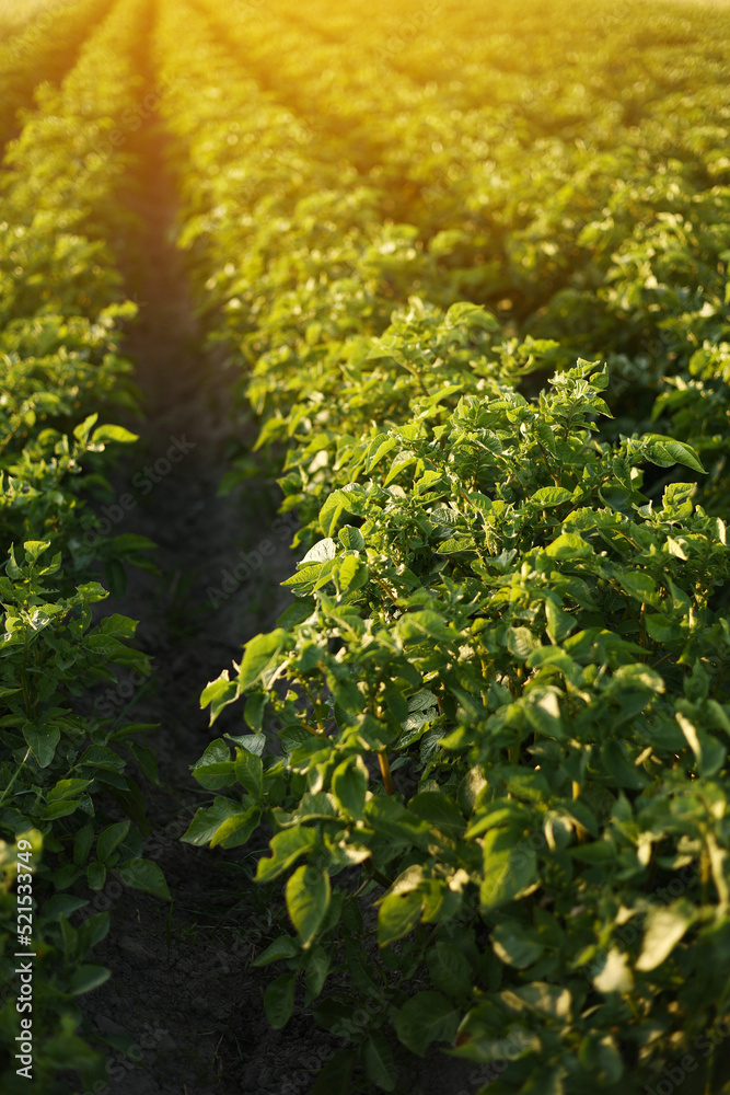 green potato field. Potato plants growing summer. Agriculture harvest potato field plants growing. Earth.