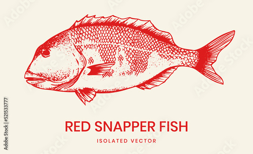 drawing red snapper fish illustration vector for seafood illustration, restaurant menu background, packaging design , fishing club, t-shirt, poster and other design.  photo