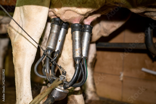 Fototapeta Naklejka Na Ścianę i Meble -  Milking with automatic machine in cow farm