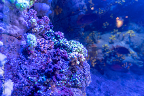 fond marin avec des coraux couleurs bleu mauve