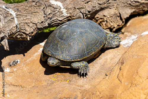 Tortue aquatique Emidinae