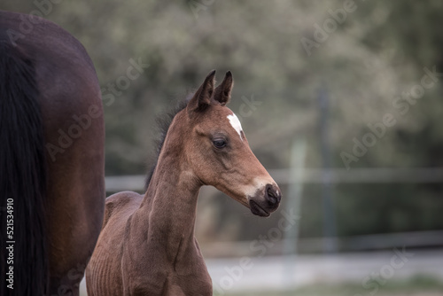 A beautiful young horse on the paddock at the horse farm. A foal on the farm  a beautiful little horse  brown in color. Stable with driving lessons.