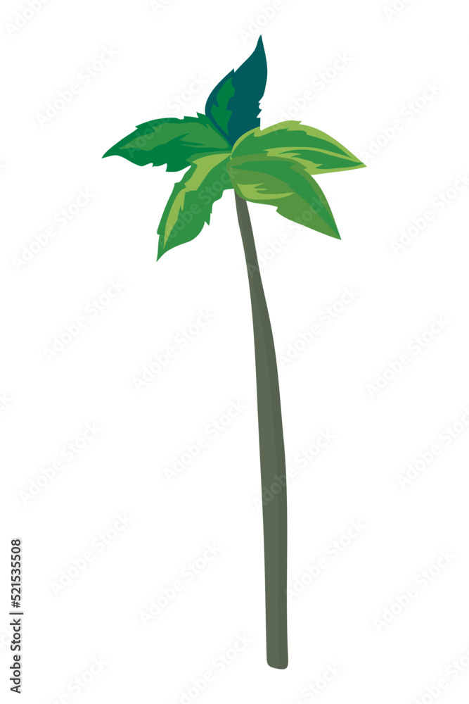 long palm design long palm design