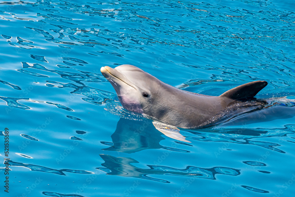 Obraz premium photo rapprochée d'un dauphin solitaire en pleine mer