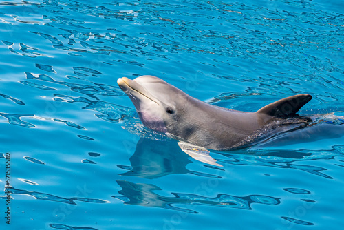 photo rapprochée d'un dauphin solitaire en pleine mer