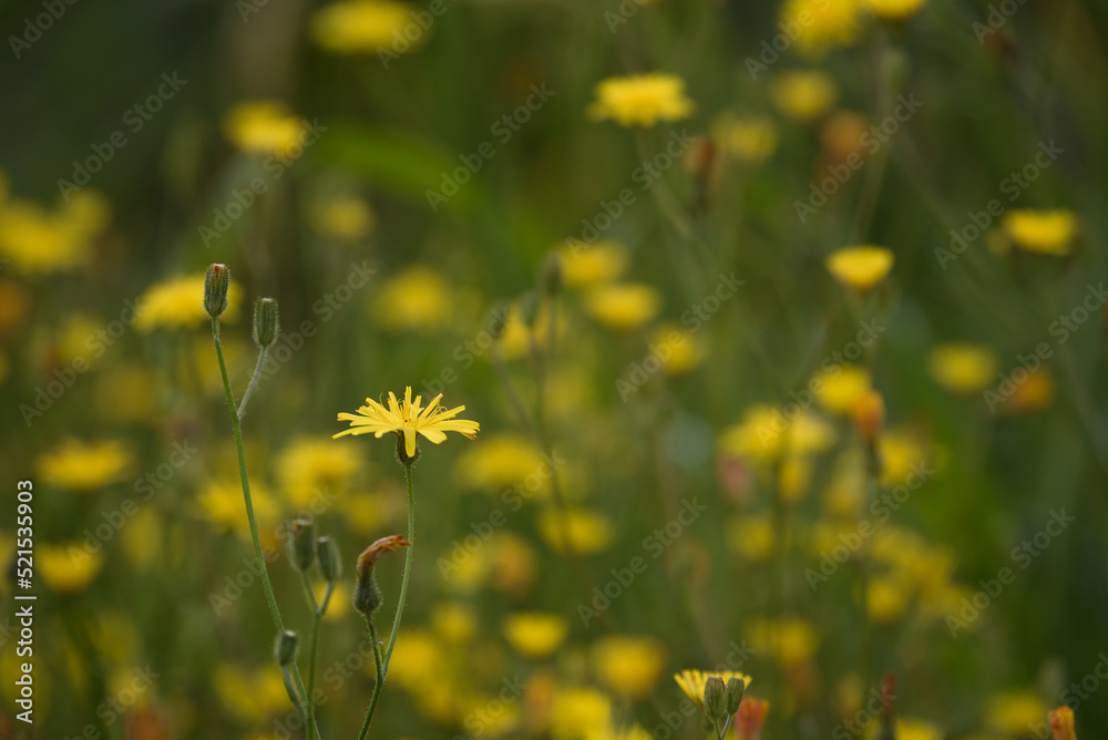 SUMMER LANDSCAPE - Blooming yellow flowers in field SUMMER LANDSCAPE - Blooming yellow flowers in field