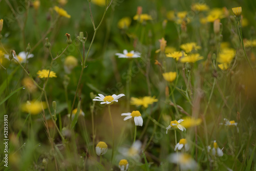 SUMMER LANDSCAPE - Blooming chamomile flowers in field 