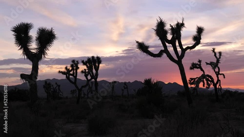 Joshua tree (Yucca brevifolia) is a perennial, evergreen plant. It grows in the deserts of the southwestern United States. Known as the Jesus tree. photo