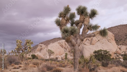 Joshua tree (Yucca brevifolia) is a perennial, evergreen plant. It grows in the deserts of the southwestern United States. Known as the Jesus tree. photo