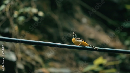 Small bird . Creative. This amzing bird is dancing before our eyes photo