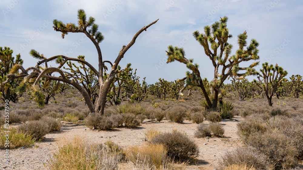 Joshua Tree in Arizona